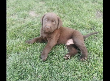 1a labradorg0426.jpg